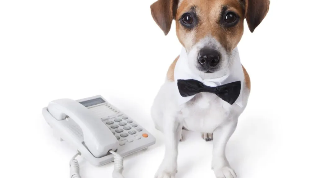 Rumors of the phone call’s death have been greatly exaggerated